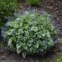 Bugloss (Brunnera Macrophylla) – Sea Heart – #1 Container